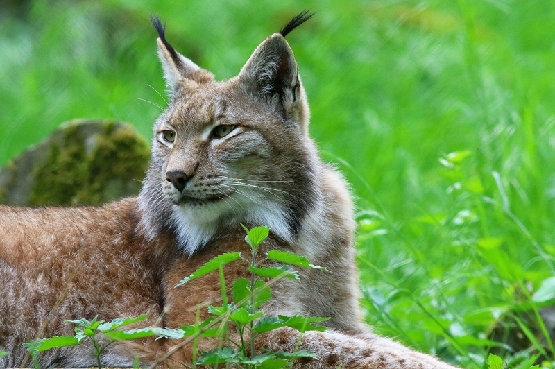 Eurasischer Luchs - Lynx lynx Wildpark Klein Auheim 2018