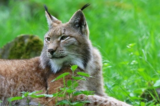 Eurasischer Luchs - Lynx lynx Wildpark Klein Auheim 2018