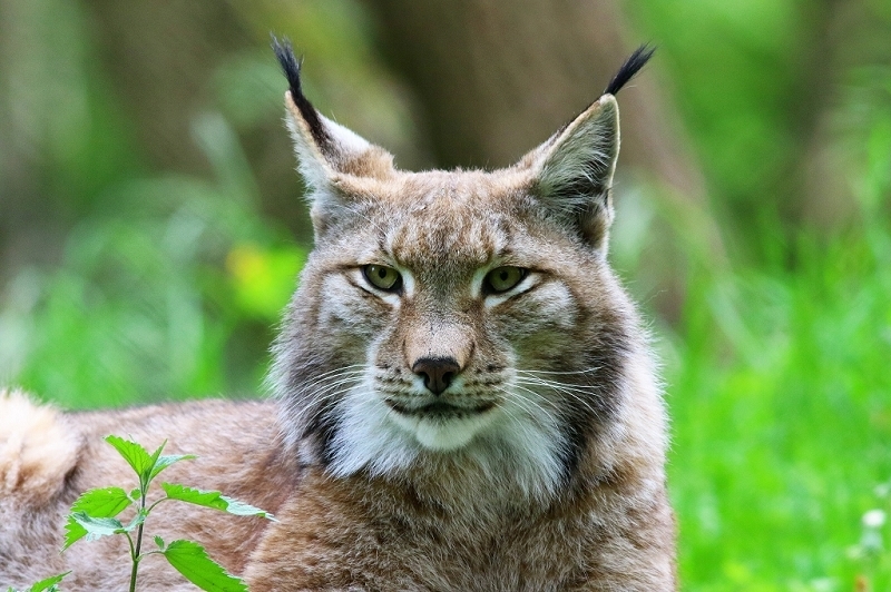Eurasischer Luchs - Lynx lynx Wildpark Klein Auheim 2018
