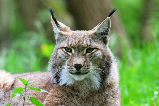 Eurasischer Luchs - Lynx lynx Wildpark Klein Auheim 2018