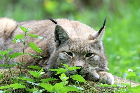 Eurasischer Luchs - Lynx lynx Wildpark Klein Auheim 2018