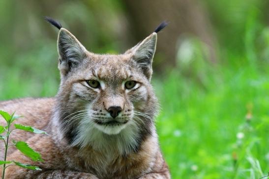 Eurasischer Luchs - Lynx lynx Wildpark Klein Auheim 2018