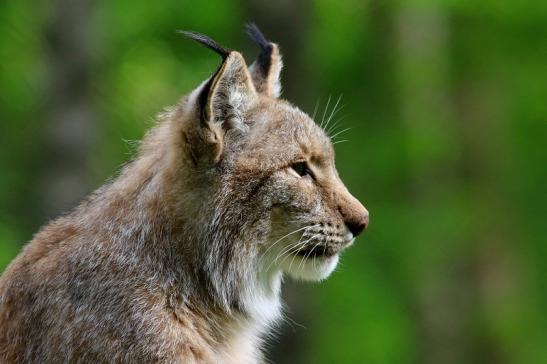 Eurasischer Luchs - Lynx lynx Wildpark Klein Auheim 2018