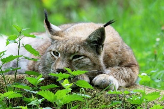 Eurasischer Luchs - Lynx lynx Wildpark Klein Auheim 2018