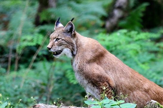 Eurasischer Luchs - Lynx lynx Wildpark Klein Auheim 2018