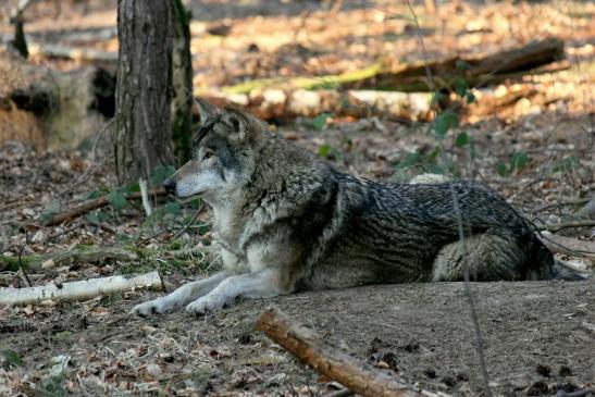 Europäischer Wolf Wildpark Alte Fasanerie Klein Auheim 2014
