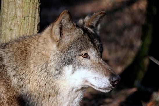 Europäischer Wolf Wildpark Alte Fasanerie Klein Auheim 2014