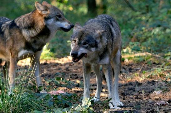 Europäischer Wolf Wildpark Alte Fasanerie Klein Auheim 2015