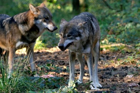 Europäischer Wolf Wildpark Alte Fasanerie Klein Auheim 2015