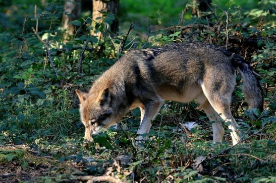 Europäischer Wolf Wildpark Alte Fasanerie Klein Auheim 2015