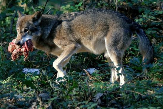 Europäischer Wolf Wildpark Alte Fasanerie Klein Auheim 2015