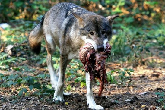 Europäischer Wolf Wildpark Alte Fasanerie Klein Auheim 2015