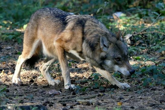 Europäischer Wolf Wildpark Alte Fasanerie Klein Auheim 2015