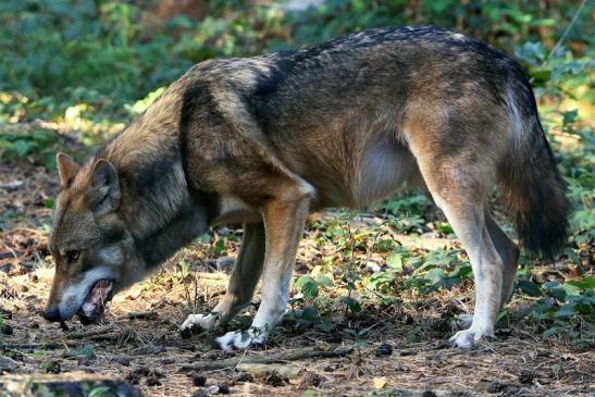 Europäischer Wolf Wildpark Alte Fasanerie Klein Auheim 2015