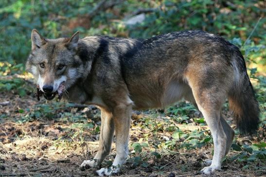 Europäischer Wolf Wildpark Alte Fasanerie Klein Auheim 2015