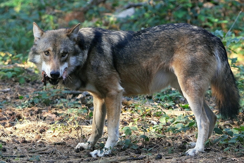 Europäischer Wolf Wildpark Alte Fasanerie Klein Auheim 2015