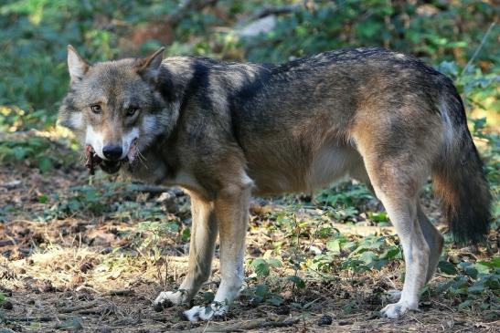 Europäischer Wolf Wildpark Alte Fasanerie Klein Auheim 2015