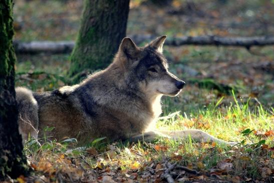 Europäischer Wolf Wildpark Alte Fasanerie Klein Auheim 2015