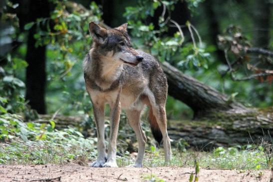 Europäischer Wolf Wildpark Alte Fasanerie Klein Auheim 2015