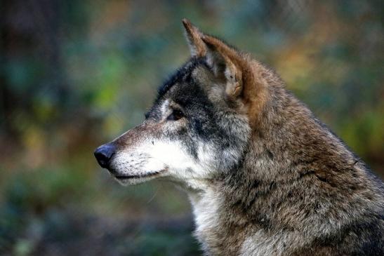 Europäischer Wolf Wildpark Alte Fasanerie Klein Auheim 2015