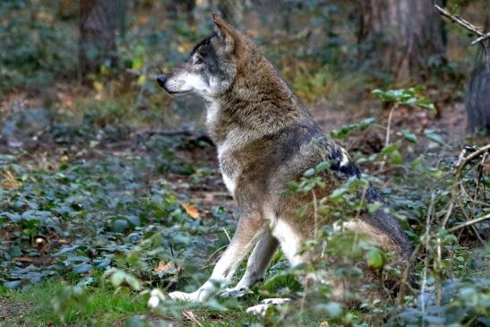 Europäischer Wolf Wildpark Alte Fasanerie Klein Auheim 2015