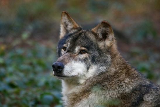 Europäischer Wolf Wildpark Alte Fasanerie Klein Auheim 2015