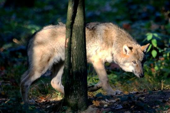 Europäischer Wolf Wildpark Alte Fasanerie Klein Auheim 2015