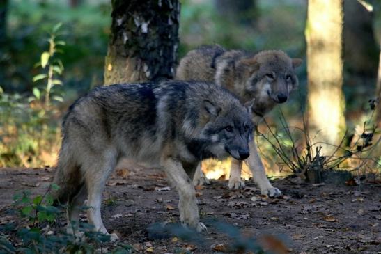 Europäischer Wolf Wildpark Alte Fasanerie Klein Auheim 2015