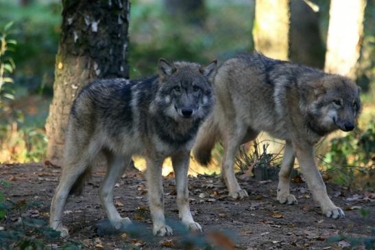 Europäischer Wolf Wildpark Alte Fasanerie Klein Auheim 2015