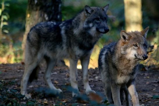 Europäischer Wolf Wildpark Alte Fasanerie Klein Auheim 2015