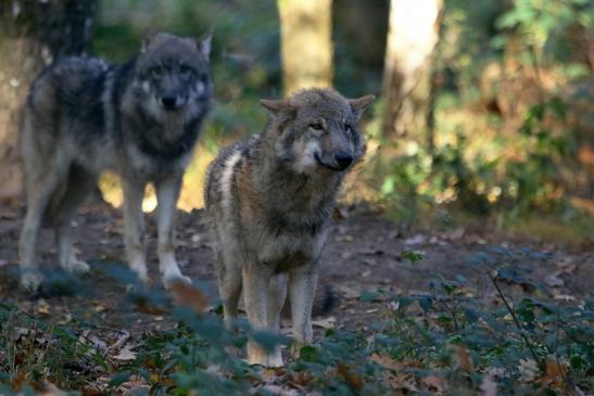 Europäischer Wolf Wildpark Alte Fasanerie Klein Auheim 2015