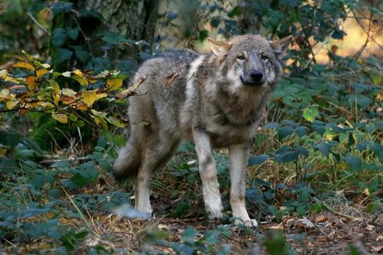 Europäischer Wolf Wildpark Alte Fasanerie Klein Auheim 2015