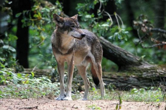 Europäischer Wolf Wildpark Alte Fasanerie Klein Auheim 2015