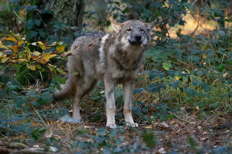 Europäischer Wolf Wildpark Alte Fasanerie Klein Auheim 2015