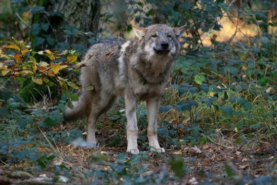 Europäischer Wolf Wildpark Alte Fasanerie Klein Auheim 2015