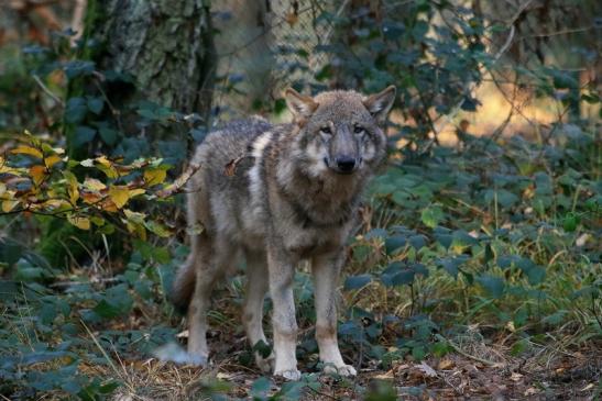 Europäischer Wolf Wildpark Alte Fasanerie Klein Auheim 2015