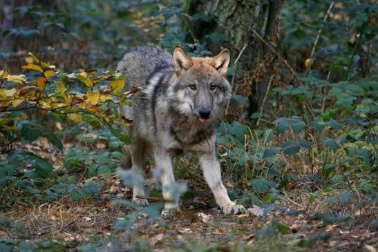 Europäischer Wolf Wildpark Alte Fasanerie Klein Auheim 2015