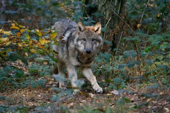 Europäischer Wolf Wildpark Alte Fasanerie Klein Auheim 2015