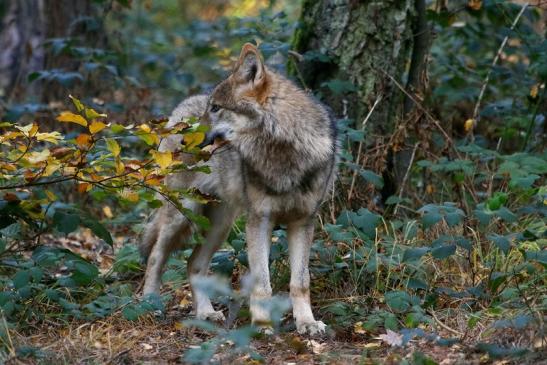 Europäischer Wolf Wildpark Alte Fasanerie Klein Auheim 2015