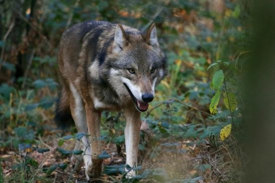 Europäischer Wolf Wildpark Alte Fasanerie Klein Auheim 2015