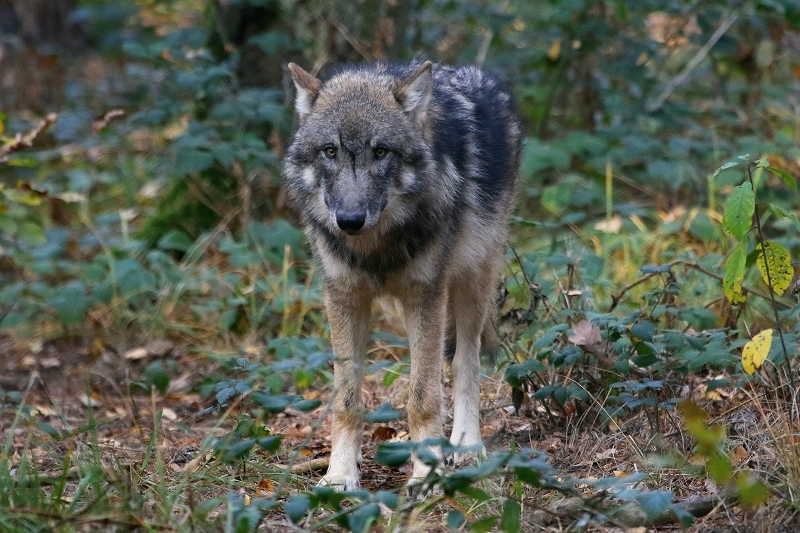 Europäischer Wolf Wildpark Alte Fasanerie Klein Auheim 2015