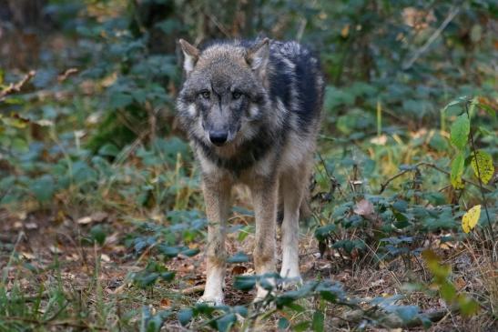 Europäischer Wolf Wildpark Alte Fasanerie Klein Auheim 2015