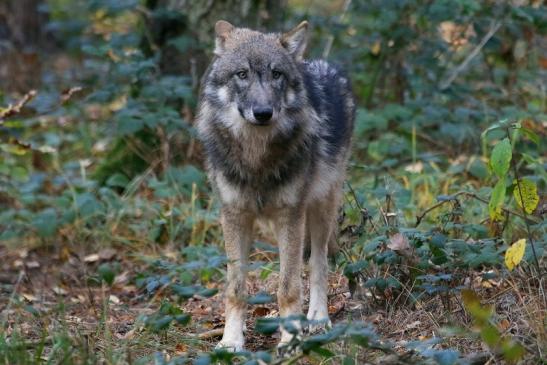 Europäischer Wolf Wildpark Alte Fasanerie Klein Auheim 2015