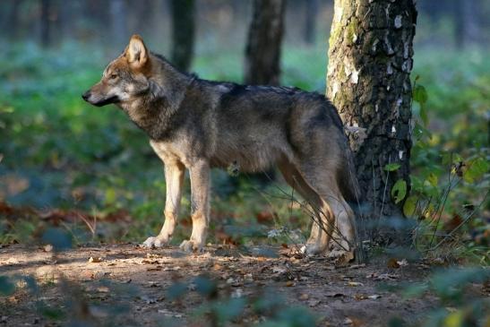 Europäischer Wolf Wildpark Alte Fasanerie Klein Auheim 2015