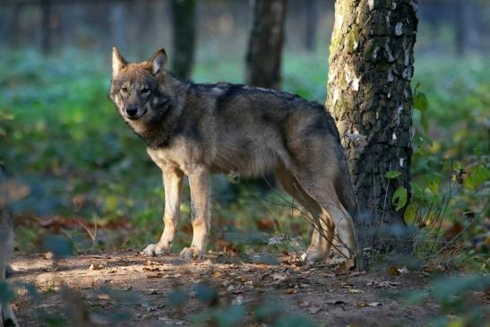 Europäischer Wolf Wildpark Alte Fasanerie Klein Auheim 2015