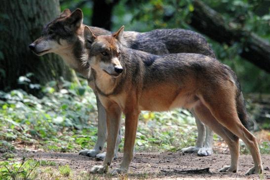 Europäischer Wolf Wildpark Alte Fasanerie Klein Auheim 2015