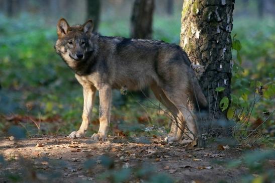 Europäischer Wolf Wildpark Alte Fasanerie Klein Auheim 2015