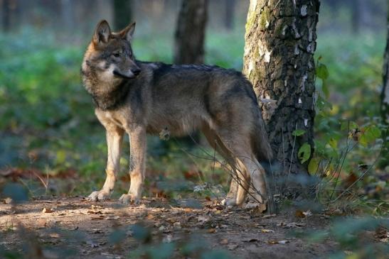 Europäischer Wolf Wildpark Alte Fasanerie Klein Auheim 2015