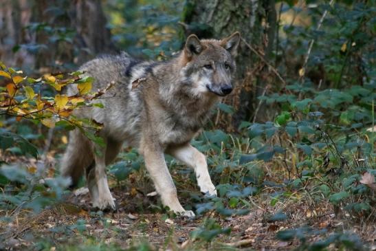 Europäischer Wolf Wildpark Alte Fasanerie Klein Auheim 2015