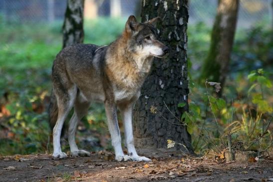 Europäischer Wolf Wildpark Alte Fasanerie Klein Auheim 2015